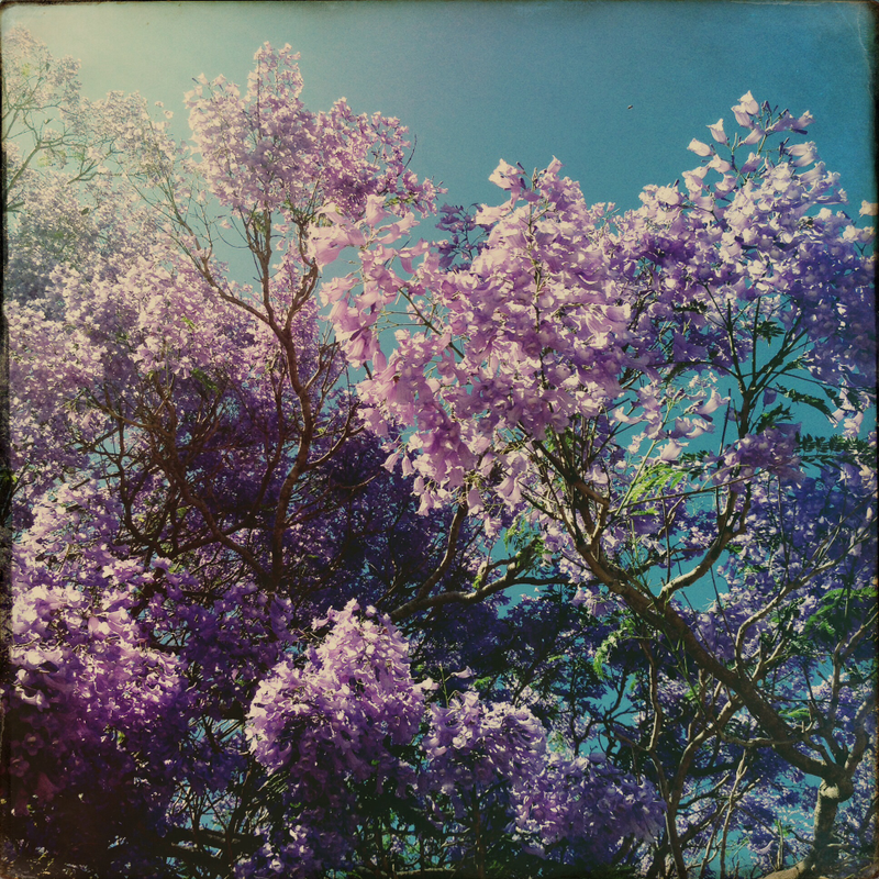 Illustration for article titled Spring has sprung: A Xyl0 photo gallery